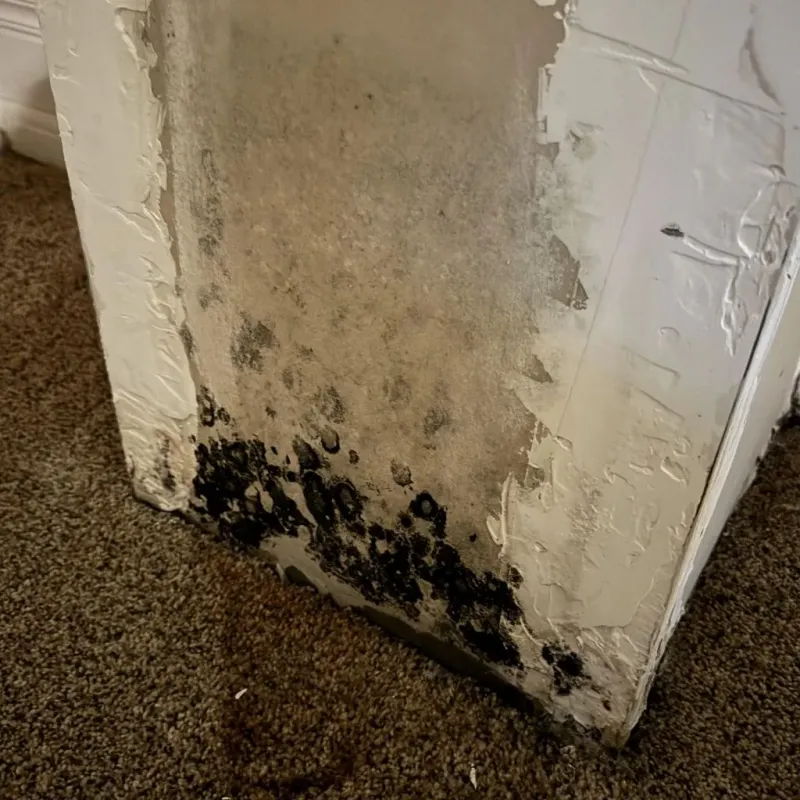 Professional Mold Removal in Liberty, TX